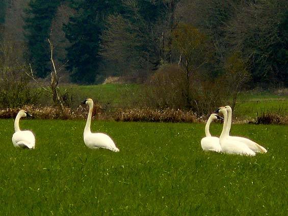 Trumpter-Swans-by-Bill-Roney