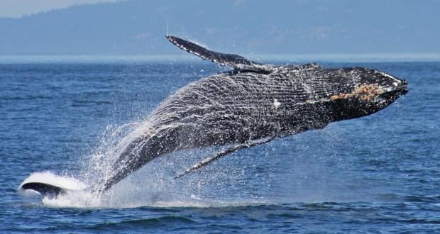 Maritime | Enjoy Port Townsend