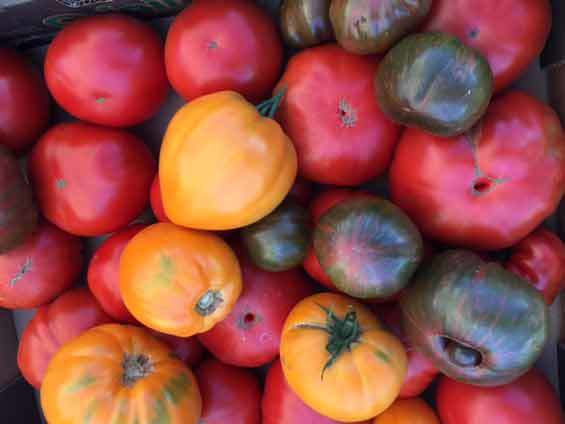 pt-tomatoes