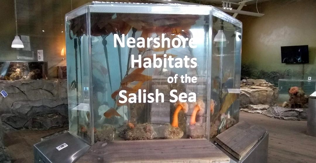 port townsend marine science center exhibit