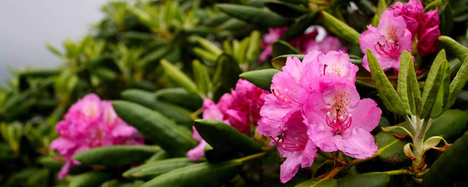 Play, Stay, and Get Away in May—Rhodies and Races, Food and Fun!